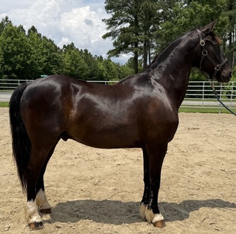"Morgan" Black Gelding Morgan