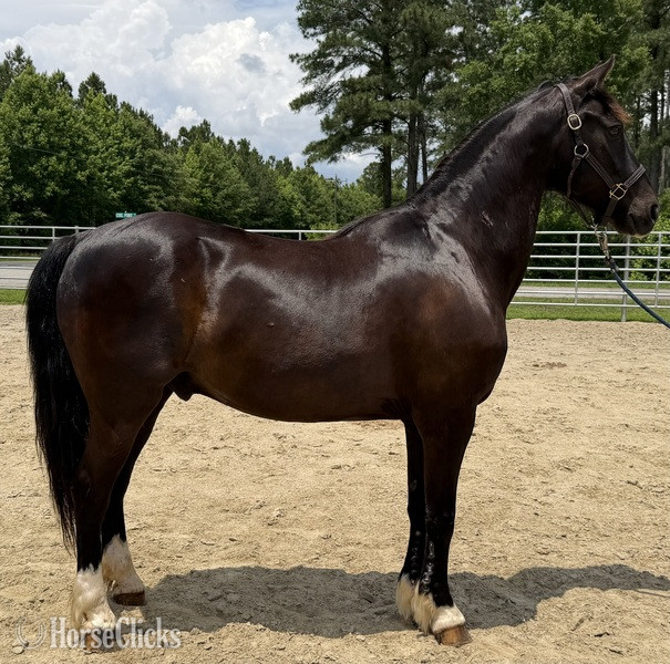 "Morgan" Black Gelding Morgan in North Carolina
