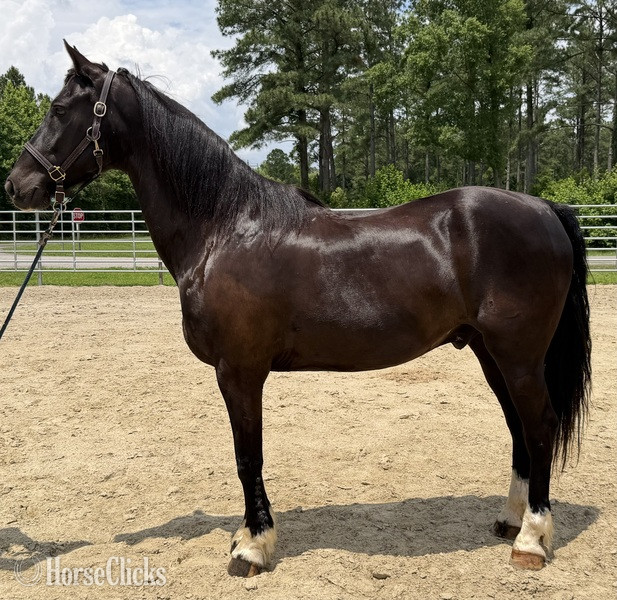 "Morgan" Black Gelding Morgan