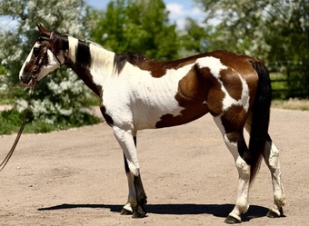 "" Paint Gelding
