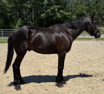 "Morgan" Black Gelding Morgan