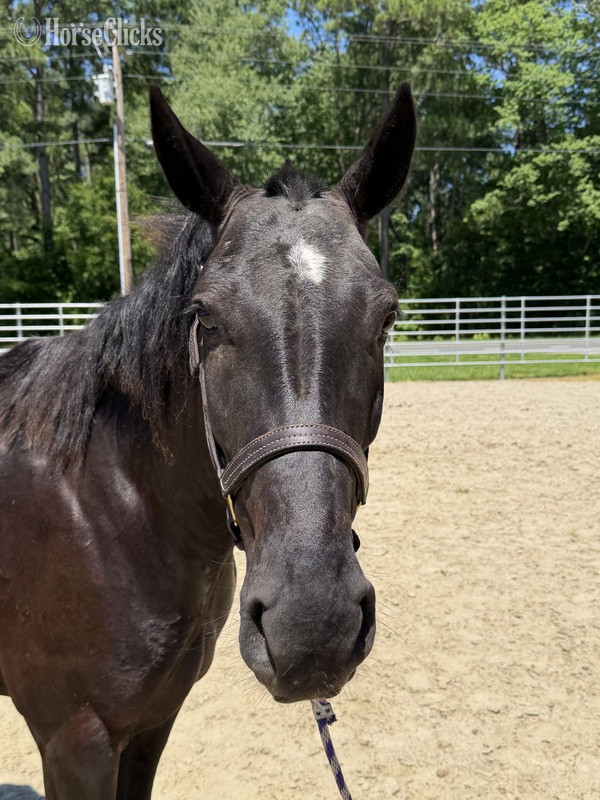 North Carolina "Morgan" Black Gelding Morgan