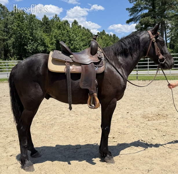 "Morgan" Black Gelding Morgan - Morgan in North Carolina