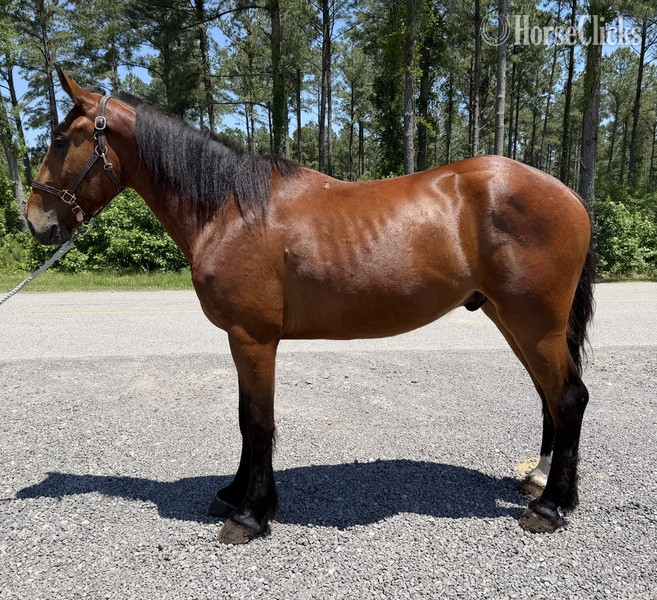 "Bay" Bay Gelding Draft in North Carolina