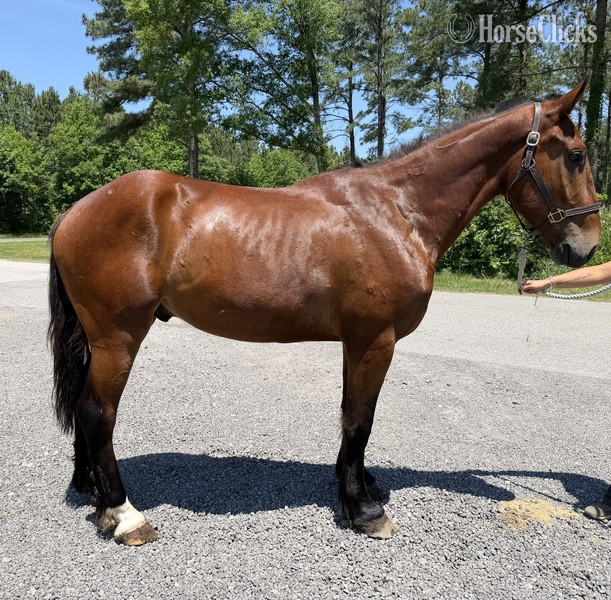 "Bay" Bay Gelding Draft