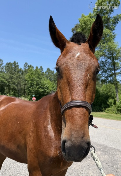 North Carolina "Bay" Bay Gelding Draft