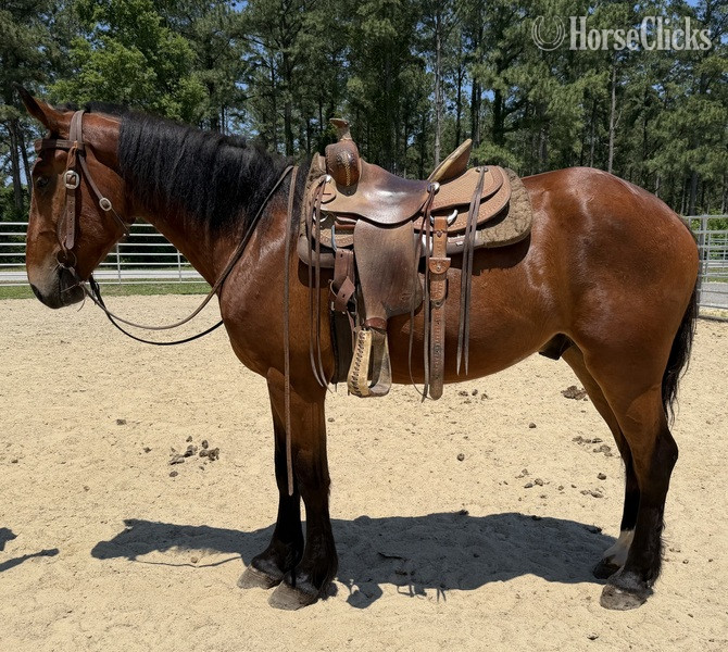 "Bay" Bay Gelding Draft - Draft in North Carolina