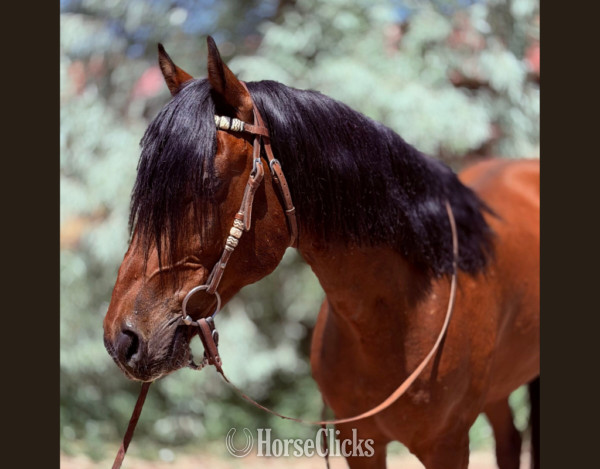 "" Bay Gelding Quarter Horse