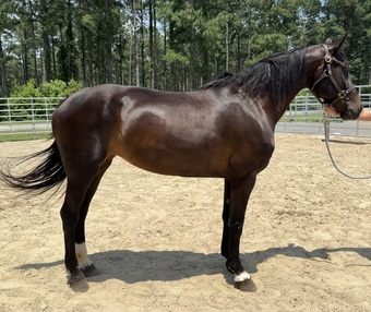 "Bay" Bay Mare Draft