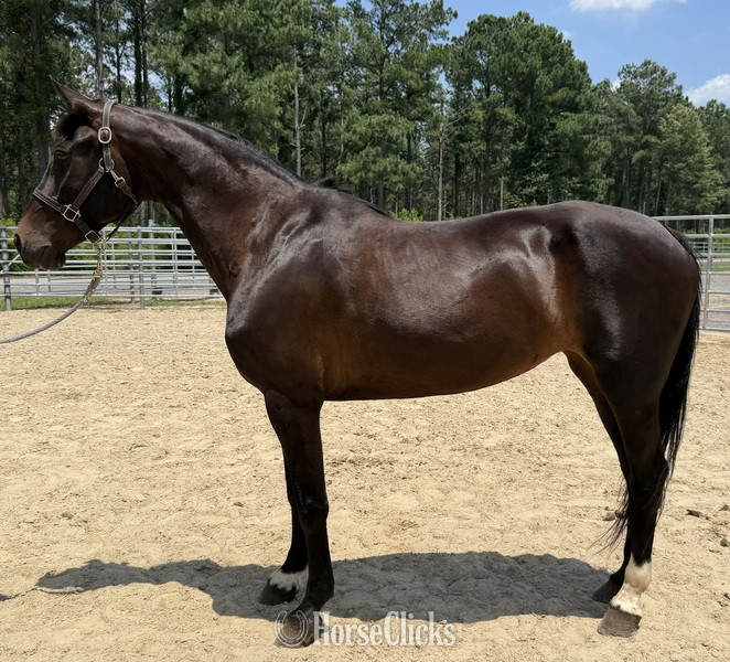 "Bay" Bay Mare Draft