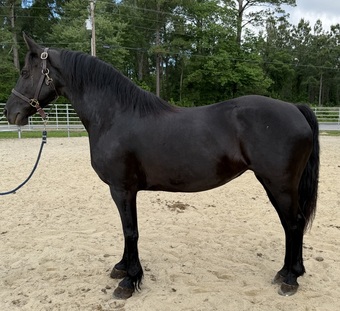 "Black" Black Mare Morgan