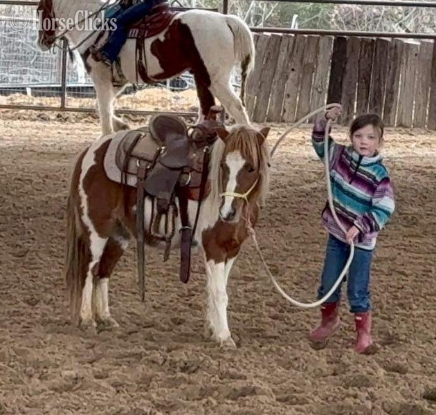 "Peaches" Sorrel Mare Pony - Pony