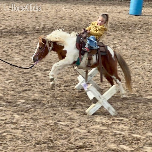 Pony - "Peaches" Sorrel Mare Pony in Texas