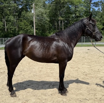 "Morgan " Black Mare Morgan