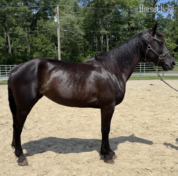 "Morgan " Black Mare Morgan in North Carolina