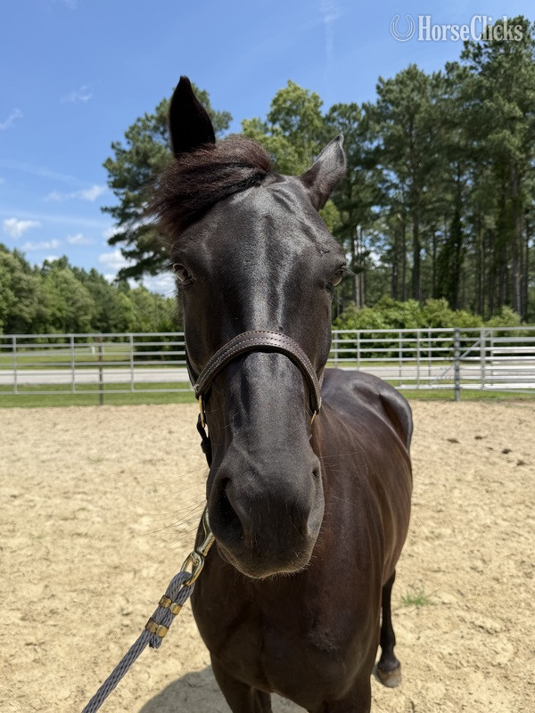 "Morgan " Black Mare Morgan - Morgan