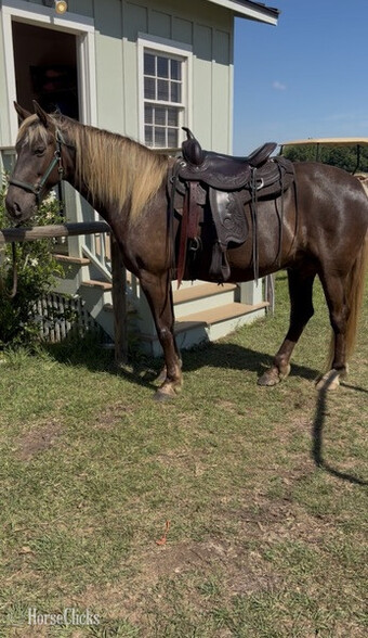 "Right Kind Of Buddy " Chocolate Gelding Rocky Mountain
