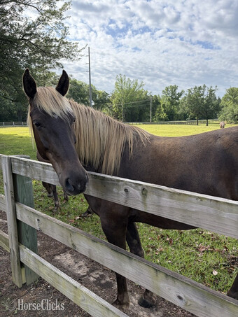 "Right Kind Of Buddy " Chocolate Gelding Rocky Mountain