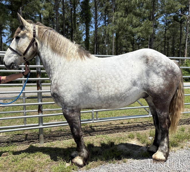 "Grey" Grey Gelding Percheron in North Carolina