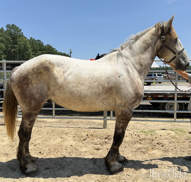 "Grey" Grey Gelding Percheron
