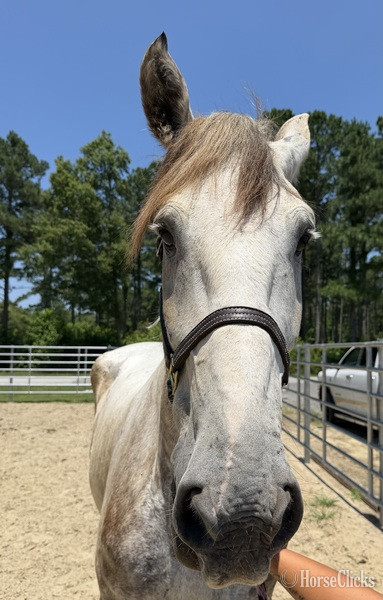 North Carolina "Grey" Grey Gelding Percheron