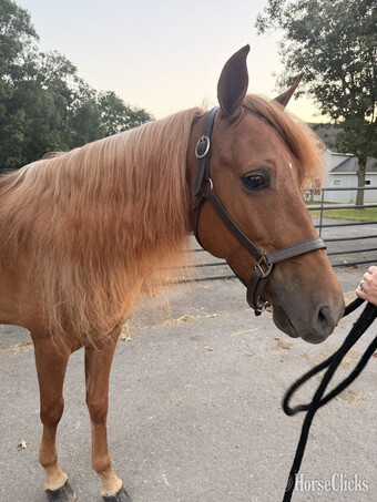 "JCA?S Shockin? Ya?ll " Chestnut Gelding Rocky Mountain