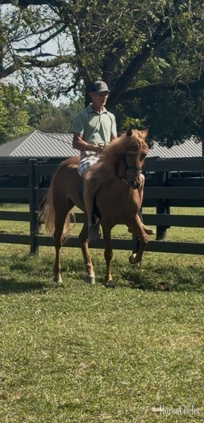 Rocky Mountain - "JCA?S Shockin? Ya?ll " Chestnut Gelding Rocky Mountain in Kentucky