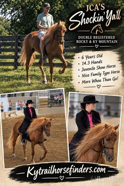 "JCA?S Shockin? Ya?ll " Chestnut Gelding Rocky Mountain in Kentucky