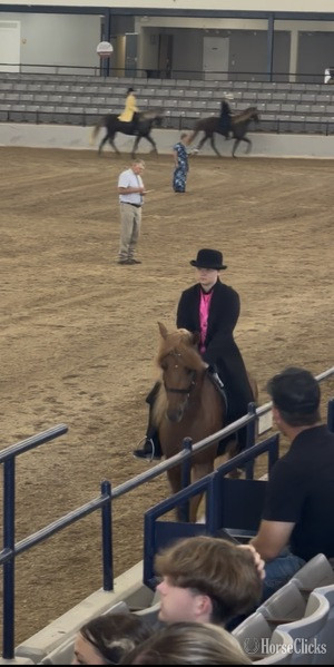 "JCA?S Shockin? Ya?ll " Chestnut Gelding Rocky Mountain