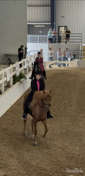 Kentucky "JCA?S Shockin? Ya?ll " Chestnut Gelding Rocky Mountain