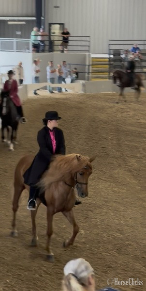 "JCA?S Shockin? Ya?ll " Chestnut Gelding Rocky Mountain - Rocky Mountain in Kentucky