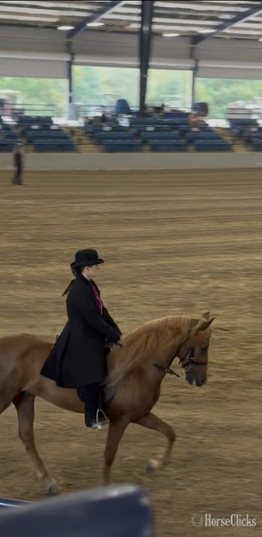 "JCA?S Shockin? Ya?ll " Chestnut Gelding Rocky Mountain - Rocky Mountain