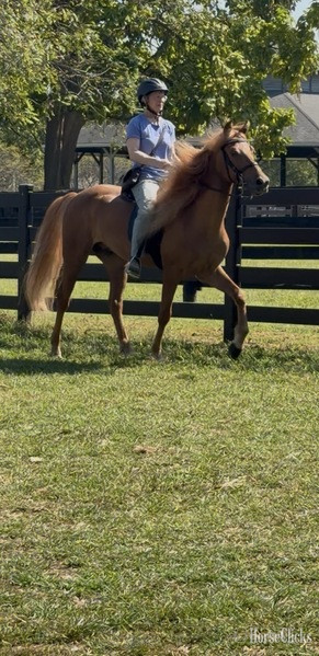 "JCA?S Shockin? Ya?ll " Chestnut Gelding Rocky Mountain Kentucky