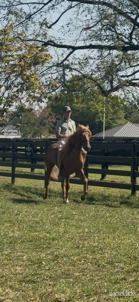 Rocky Mountain - "JCA?S Shockin? Ya?ll " Chestnut Gelding Rocky Mountain