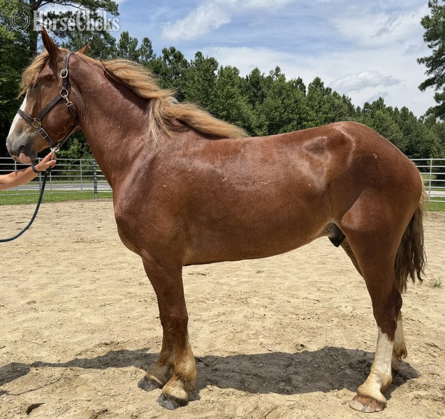 "Belgian" Sorrel Gelding Belgian