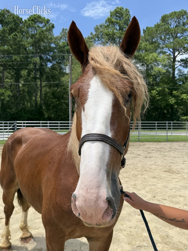 North Carolina "Belgian" Sorrel Gelding Belgian