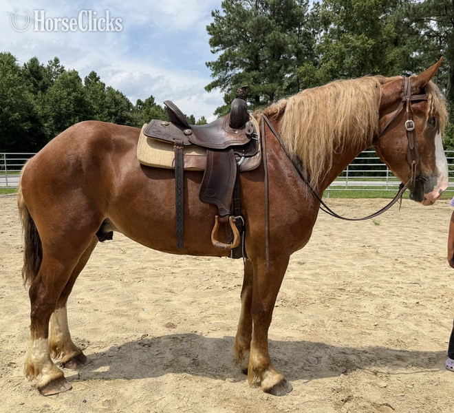 "Belgian" Sorrel Gelding Belgian - Belgian in North Carolina