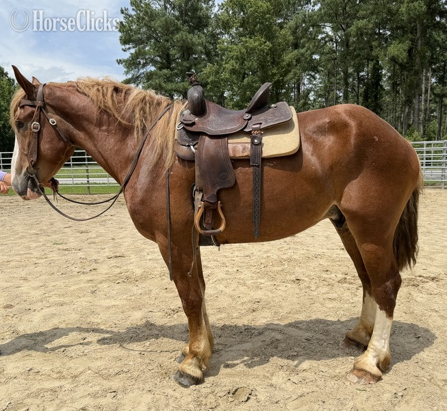 "Belgian" Sorrel Gelding Belgian - Belgian
