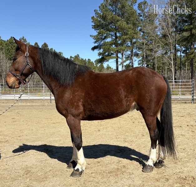 "Bay" Bay Gelding Draft in North Carolina