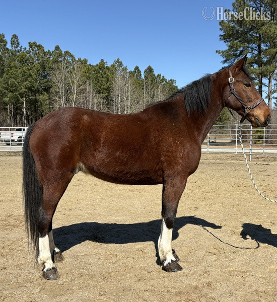 "Bay" Bay Gelding Draft