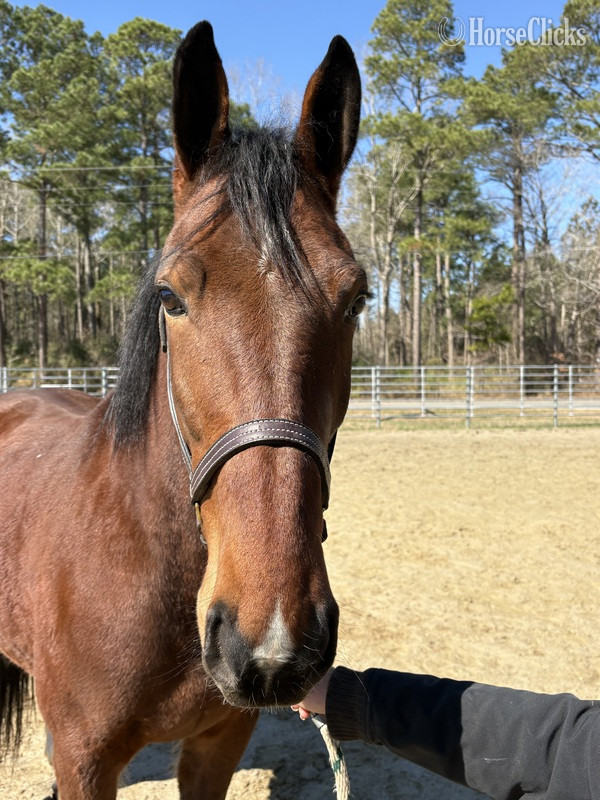 North Carolina "Bay" Bay Gelding Draft