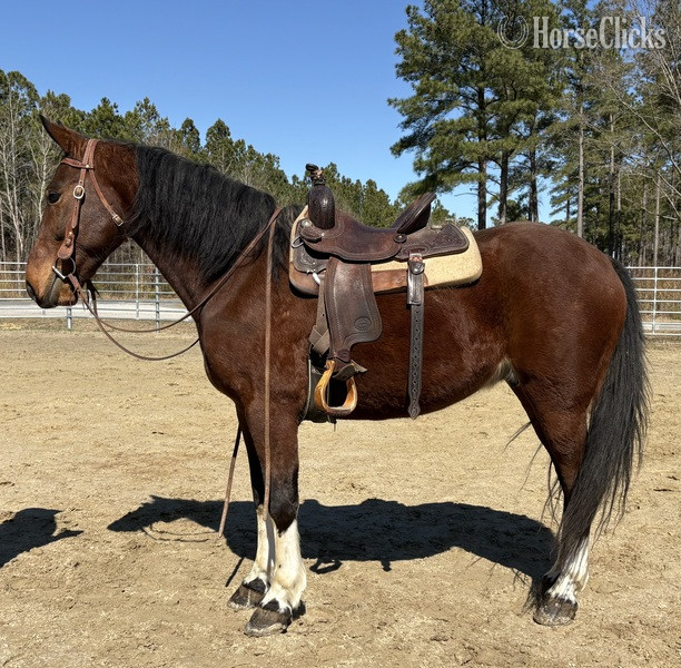 "Bay" Bay Gelding Draft - Draft in North Carolina