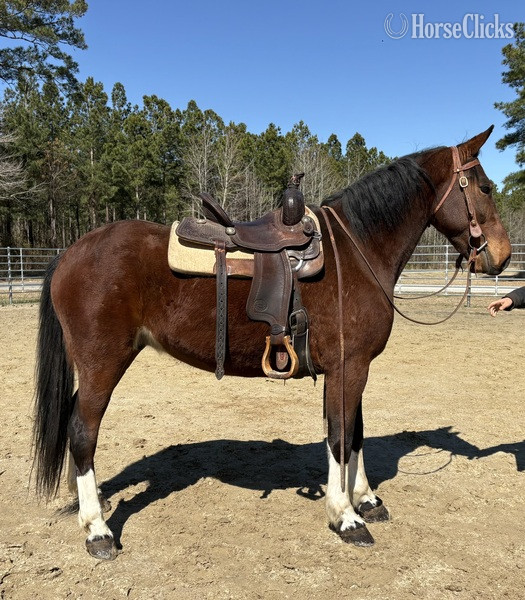 "Bay" Bay Gelding Draft - Draft