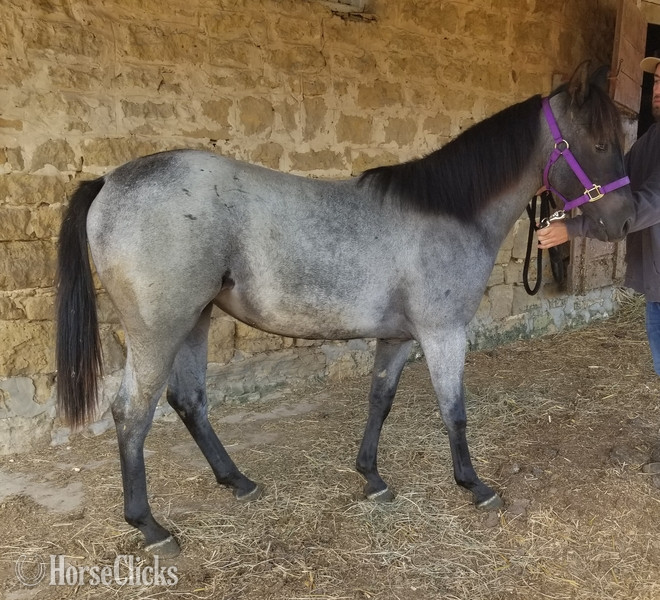 "MF WYO BLUE BERRY" Blue Roan Filly Quarter Horse in Iowa
