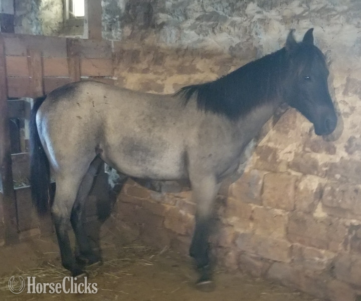 "MF WYO BLUE BERRY" Blue Roan Filly Quarter Horse