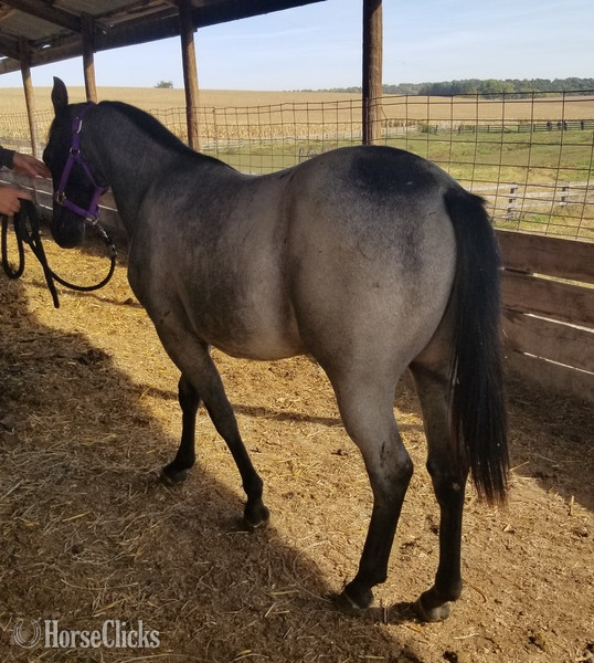 Iowa "MF WYO BLUE BERRY" Blue Roan Filly Quarter Horse