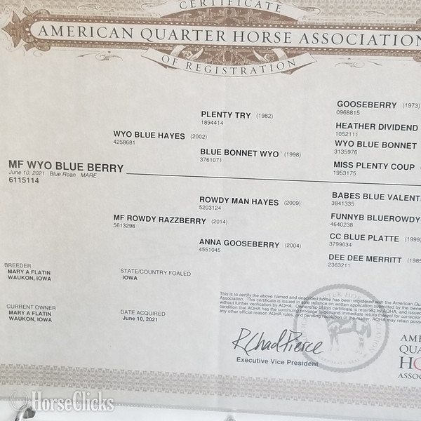 "MF WYO BLUE BERRY" Blue Roan Filly Quarter Horse - Quarter Horse in Iowa