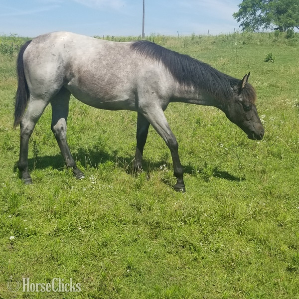 "MF WYO BLUE BERRY" Blue Roan Filly Quarter Horse - Quarter Horse
