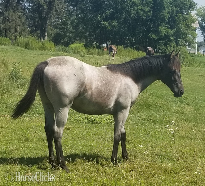 "MF WYO BLUE BERRY" Blue Roan Filly Quarter Horse Iowa