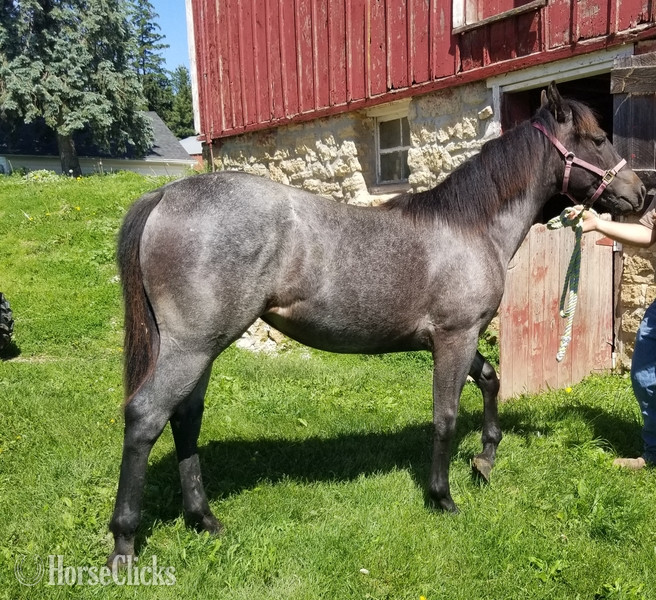 Quarter Horse - "MF WYO BLUE BERRY" Blue Roan Filly Quarter Horse in Iowa